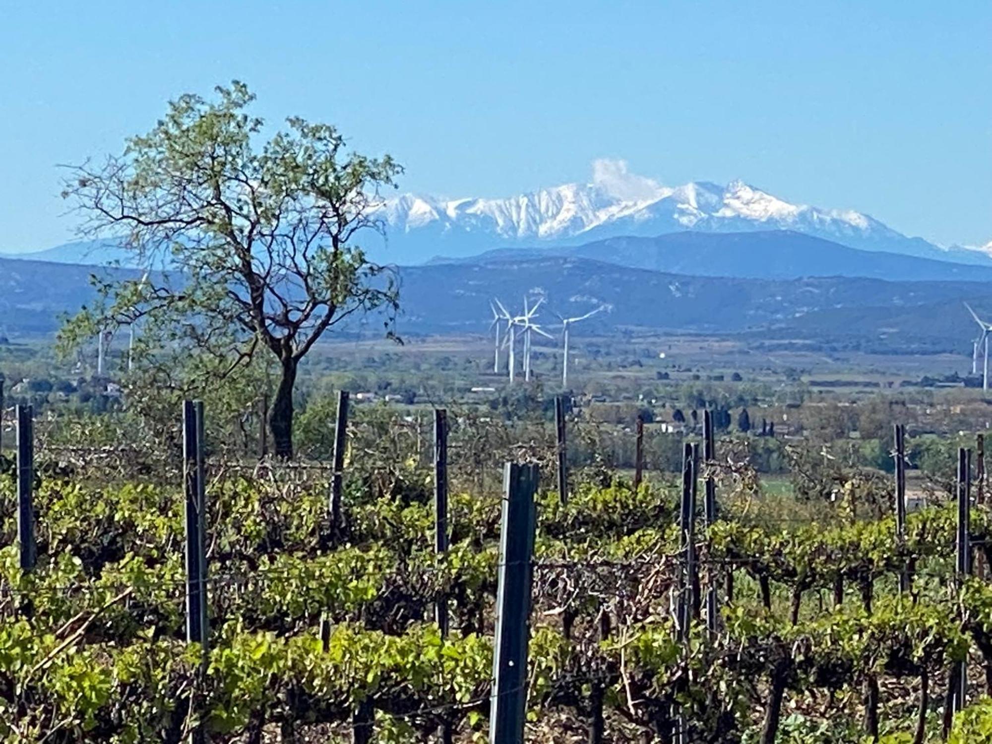 Maison Du Midi, 2 Gites De Charme Ginestas Экстерьер фото